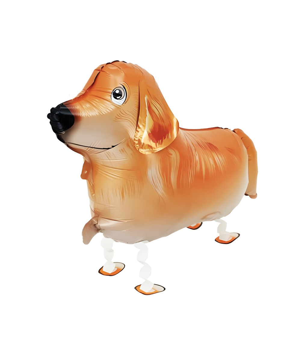 Chodící balónek zlatý retrívr