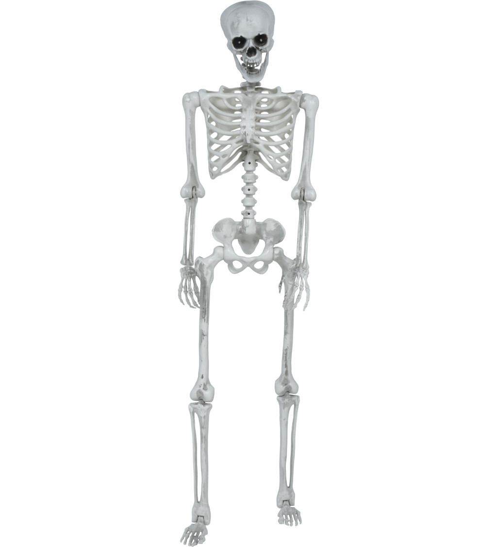 Pohyblivá kostra 145 cm