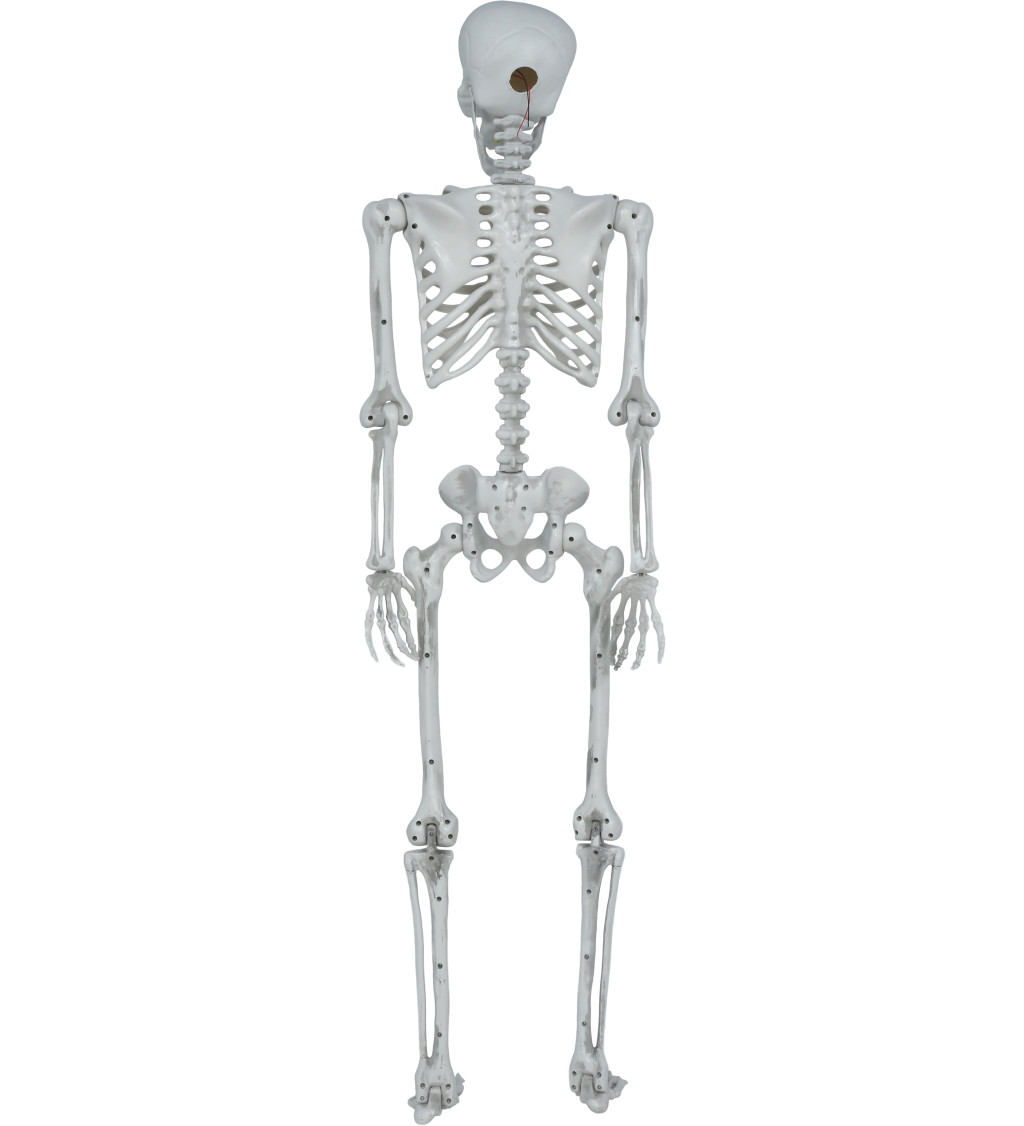 Pohyblivá kostra 145 cm