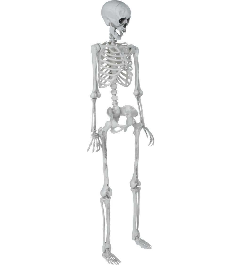Pohyblivá kostra 145 cm