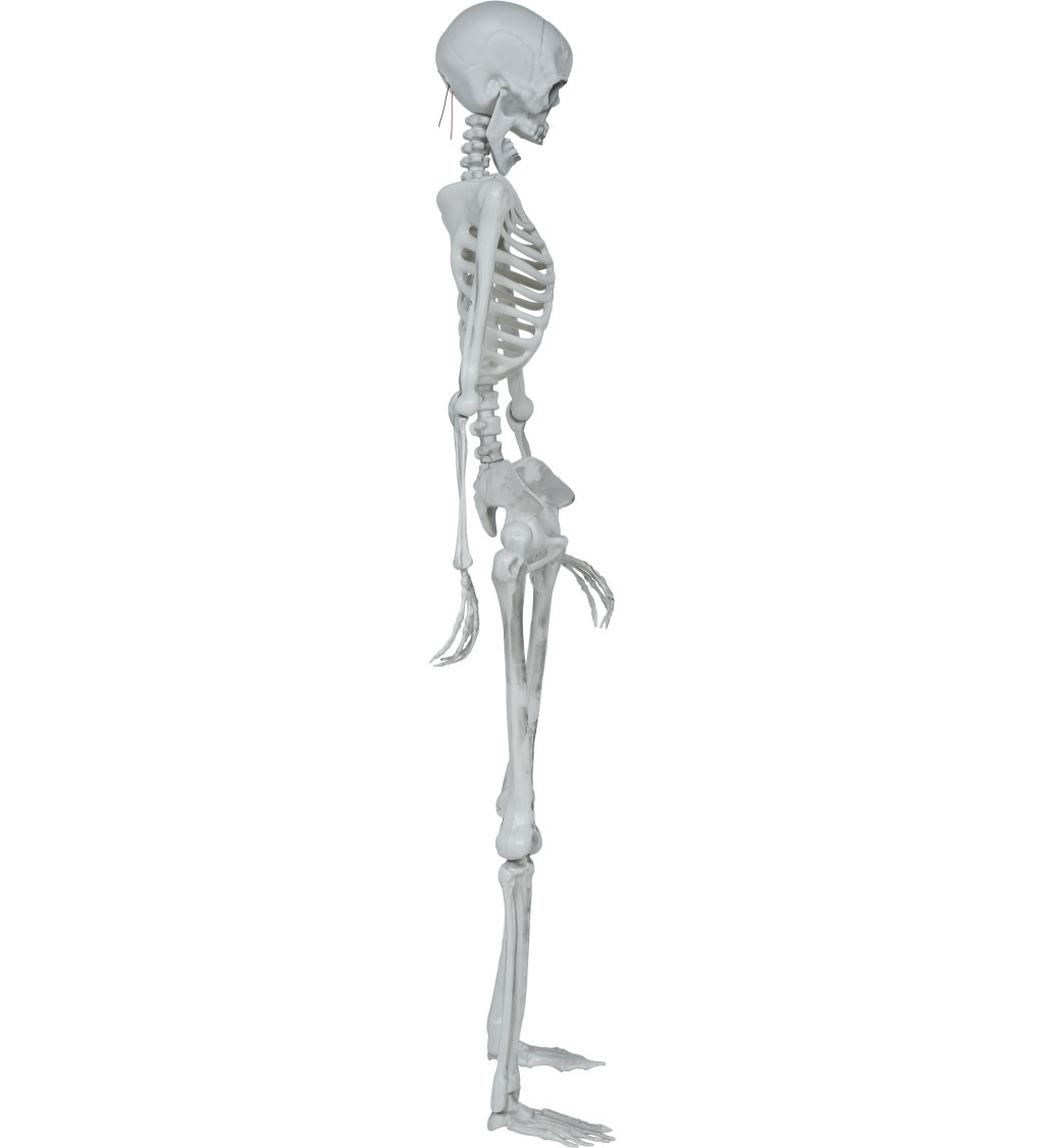 Pohyblivá kostra 145 cm