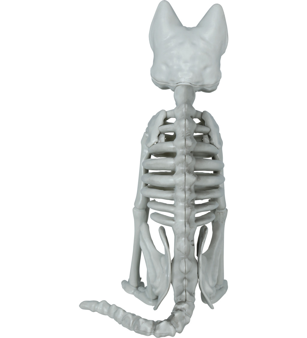 Kostra kočky 37 cm