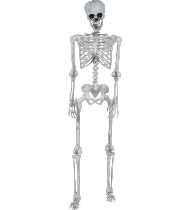 Pohyblivá kostra 145 cm
